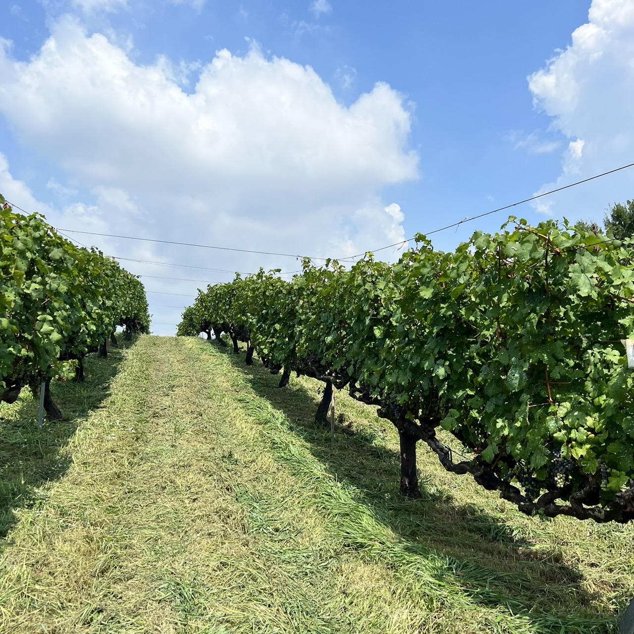 ブドウ畑から始まる職人ワイン造り ブドウ栽培から仕込みまで、小規模